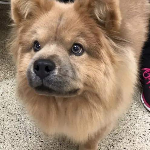 Big fluffy dog with lots of fur